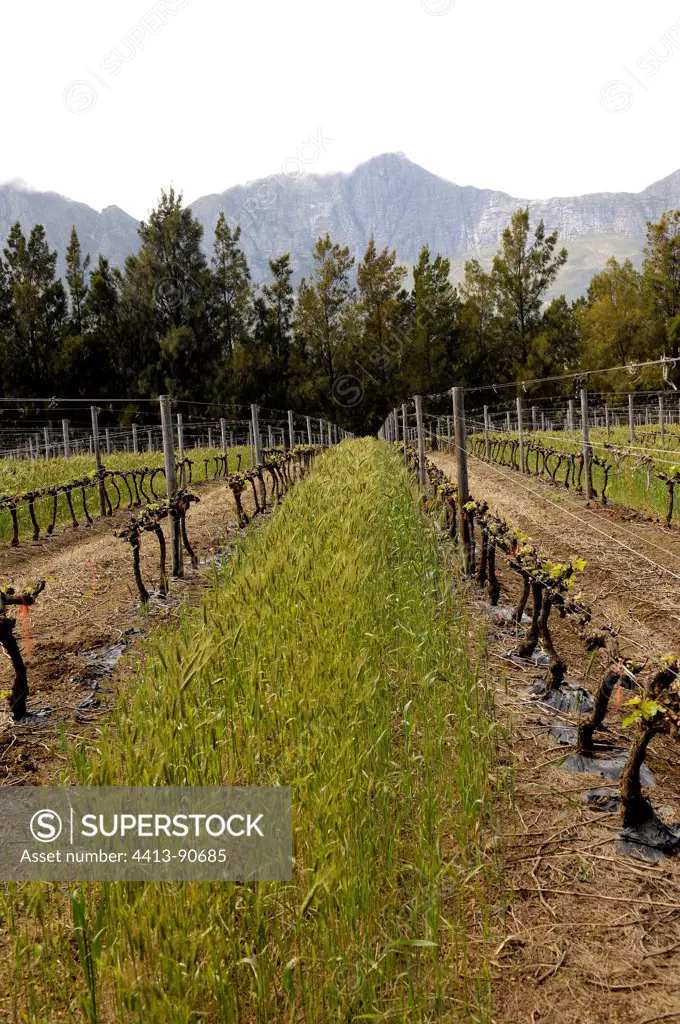 Vines conducted on son Vergelegen Wine Estate South africa