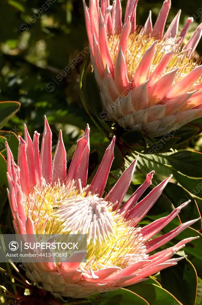 Oleanderleaf protea in South Africa
