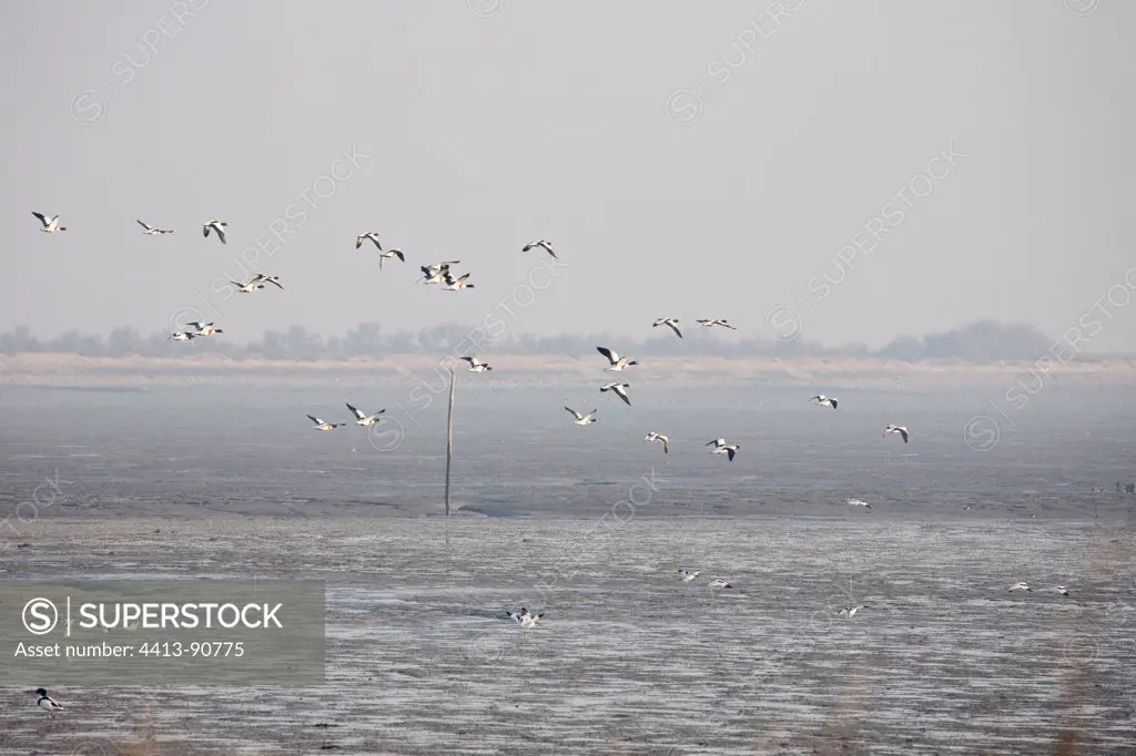 Common Shelduck flying in the mist of a marsh Ile de Re