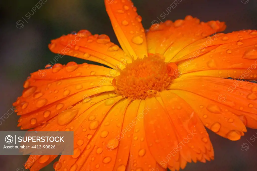 Marigold flower gardens in the rain Provence France