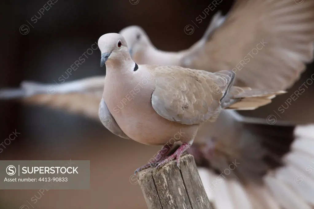 Collared doves fighting over a perch Porquerolles