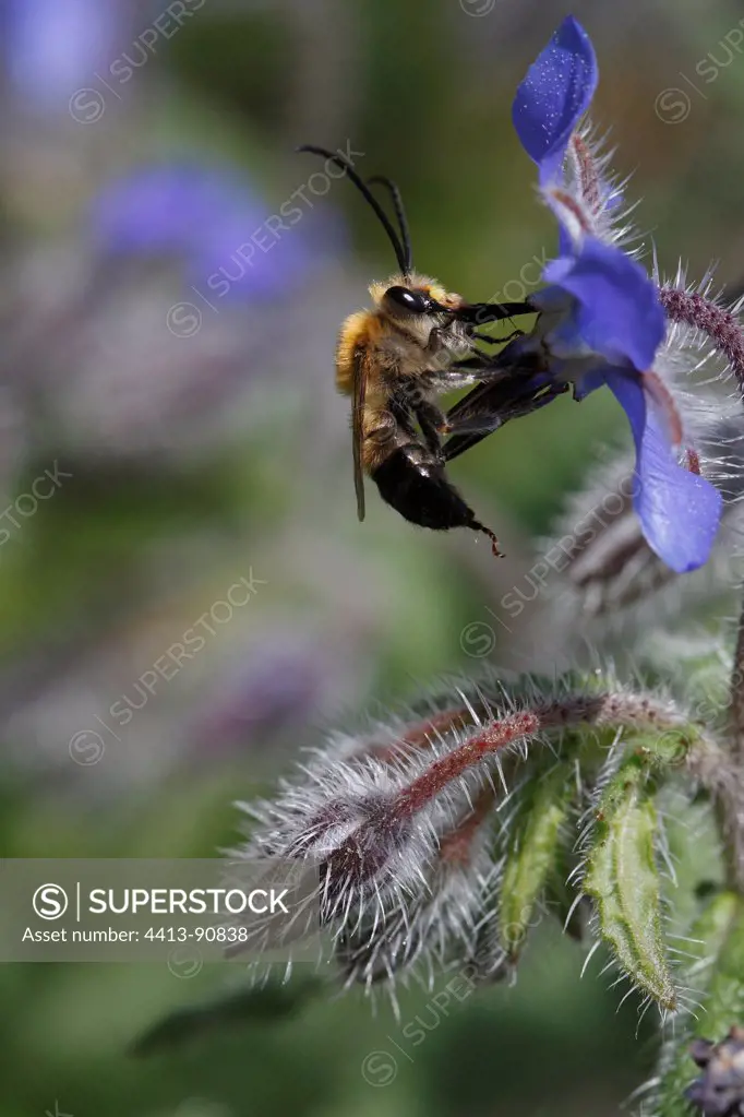 Long-horned Bumble Bee pollinating a flower borage France