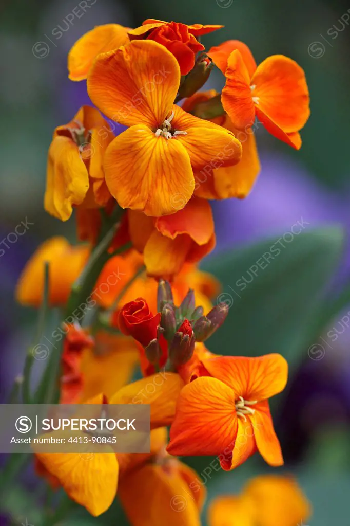 Wallflower 'Bedder Orangely ""Park Olbius Riquier Hyeres France