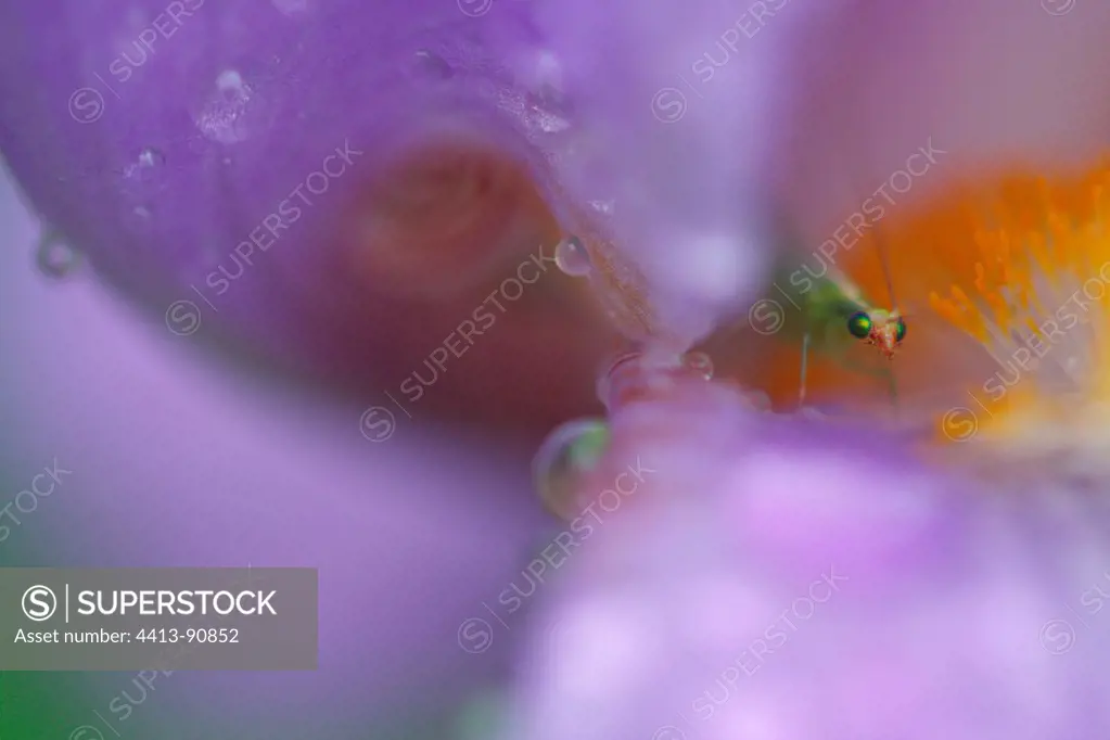 Green Lacewing sheltering from rain in an iris France