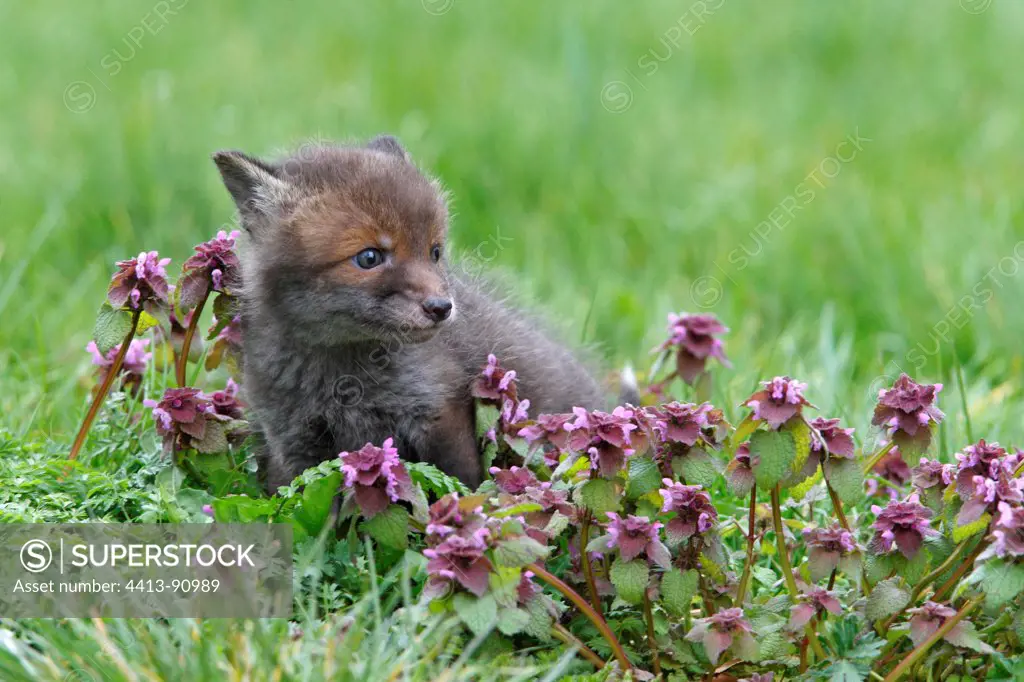 Young Red fox in a flowering meadow GB