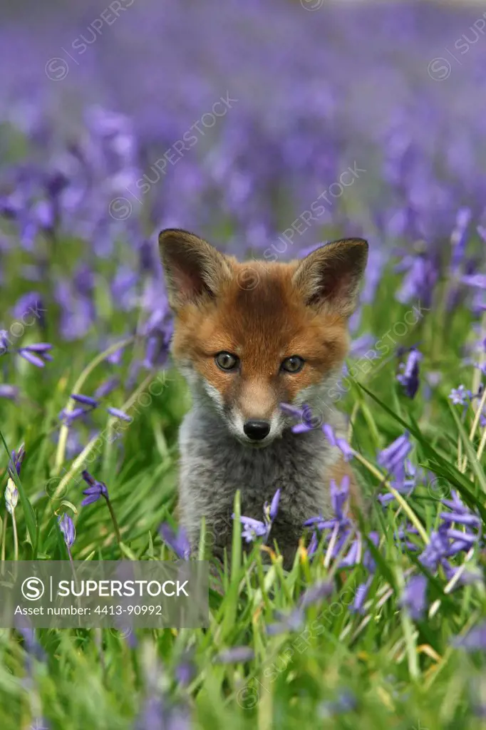 Young Red fox amongst bluebells spring GB