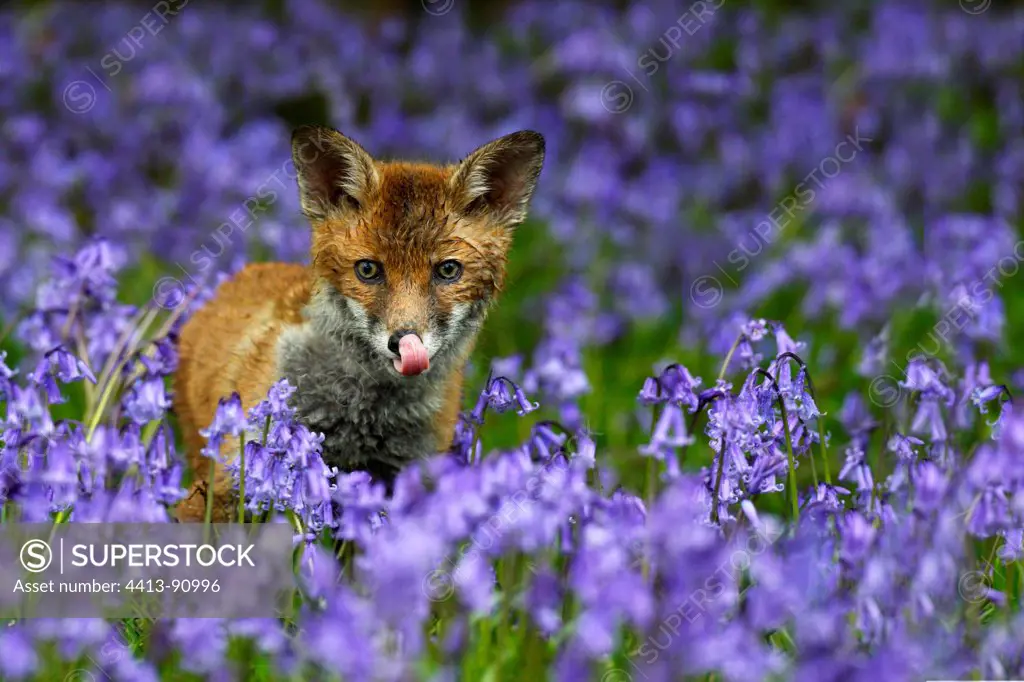 Young Red fox amongst bluebells spring GB