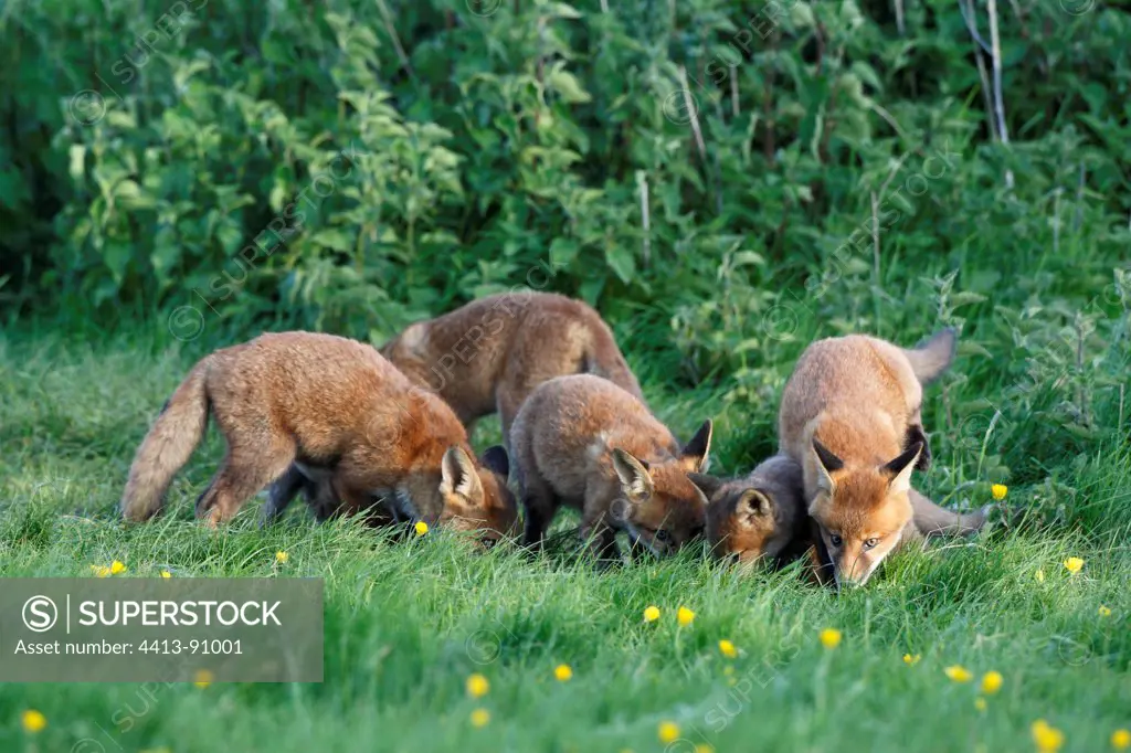 Group of young Red foxes spring GB
