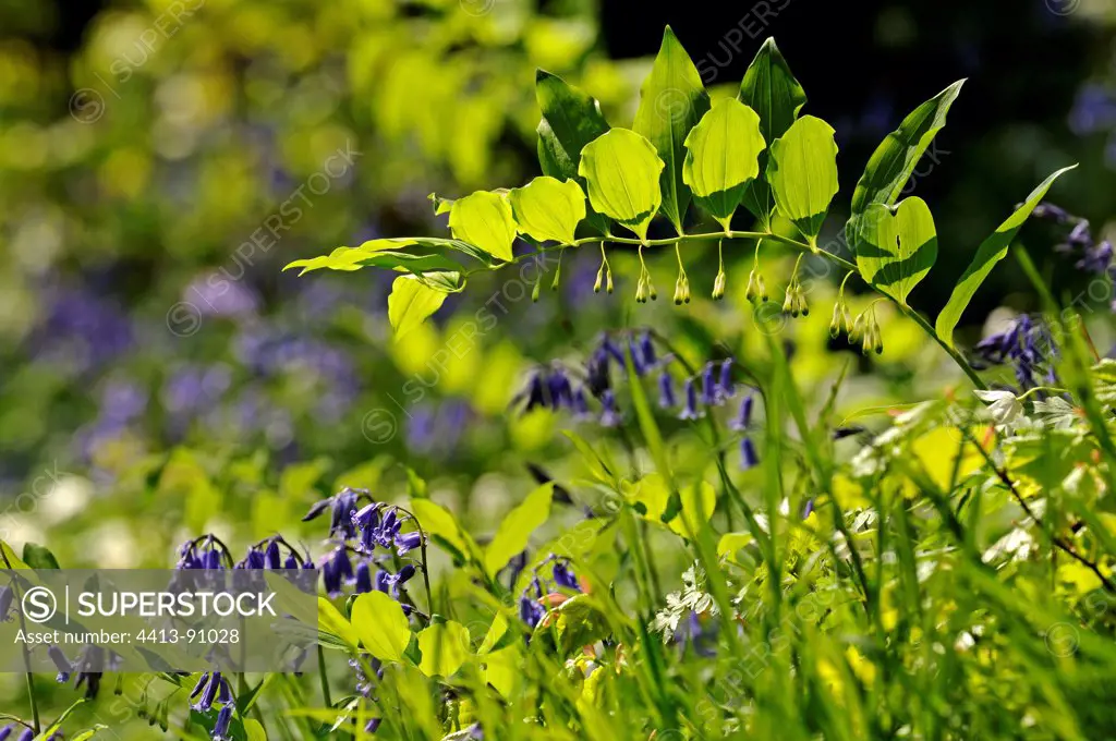 Solomon's Seal and Bleubell flowers Picardie France