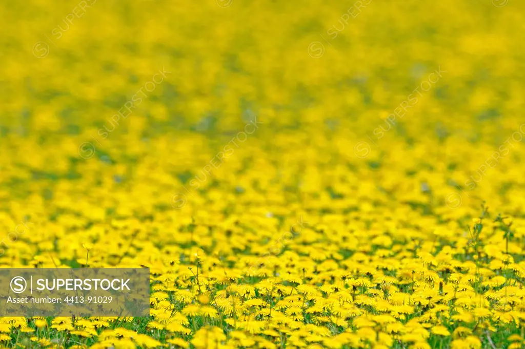 Dandelions blooming in a meadow Franche-Comte France