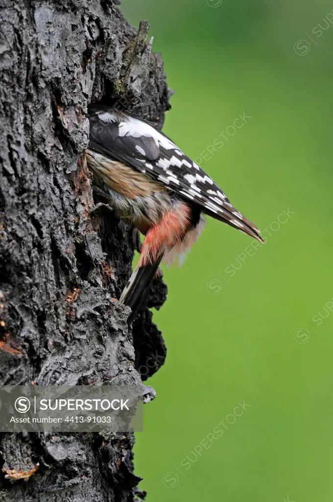 Middle Spotted Woodpecker at nest France