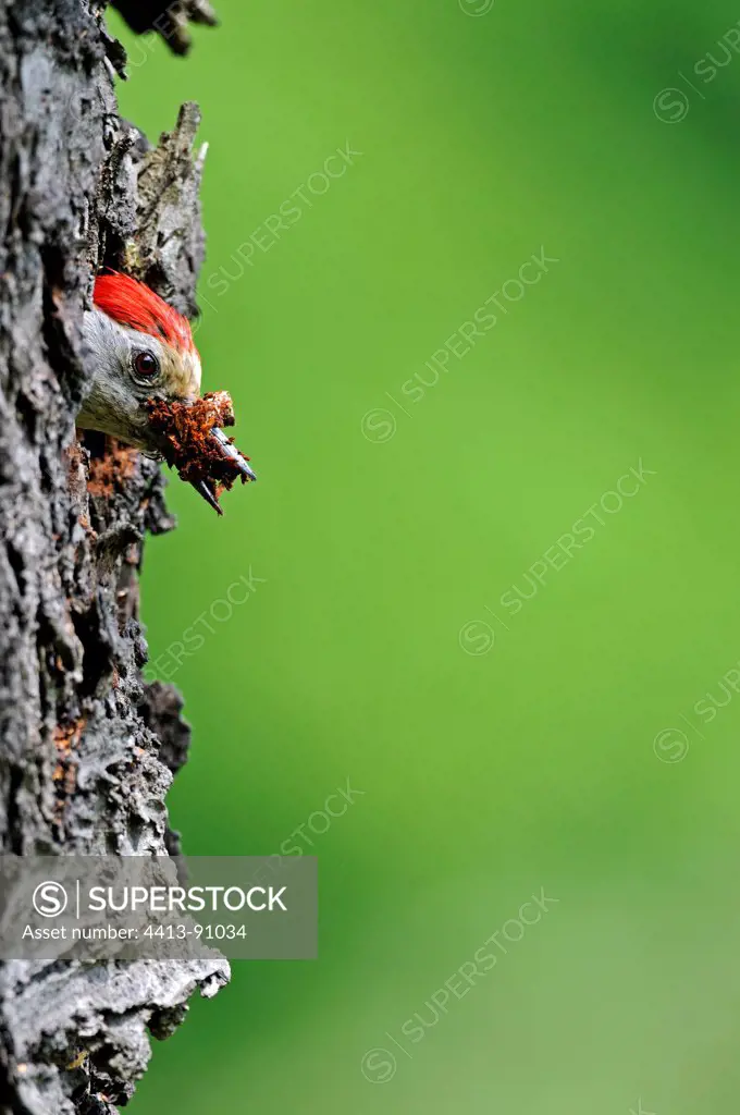 Middle Spotted Woodpecker nest cleaning France