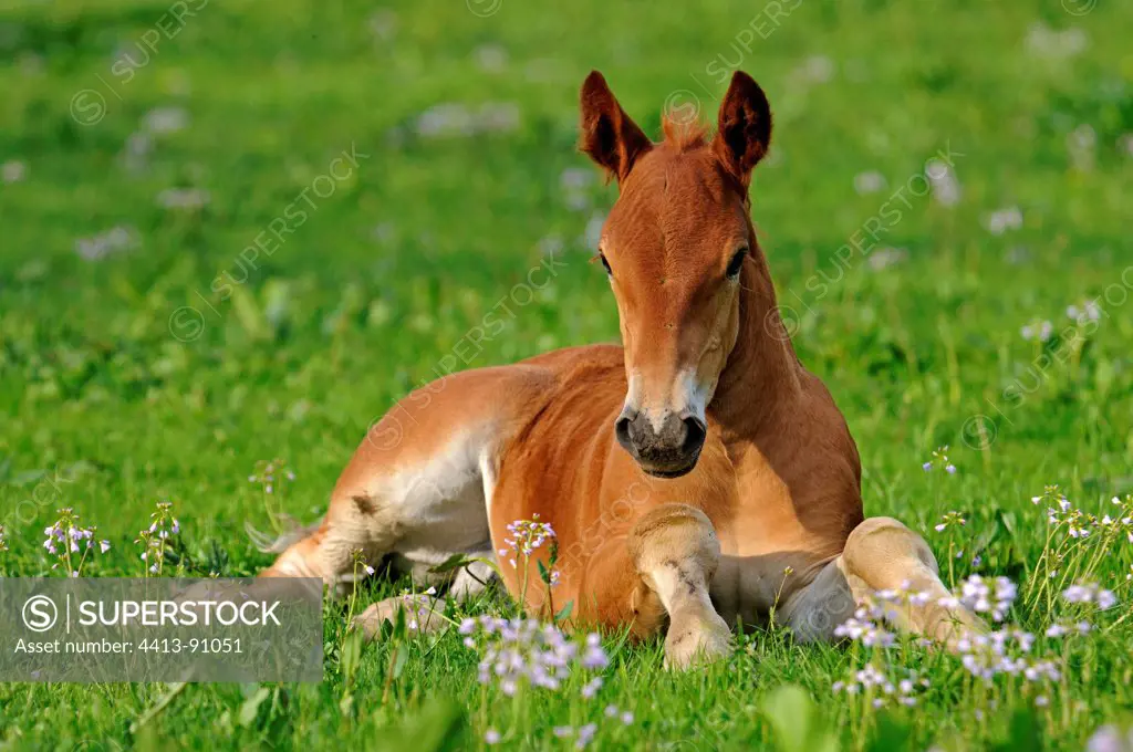 Comtois foal lying in the grass Franche-Comté France