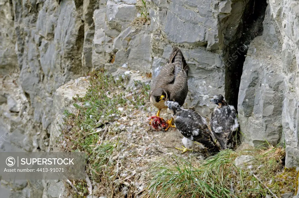 Peregrine falcon and chicks at nest in an old quarryFrance