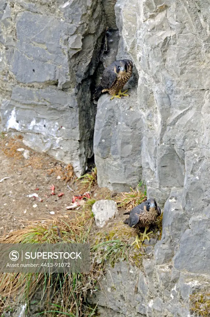 Young Peregrine Falcons ready for flight in an old quarry