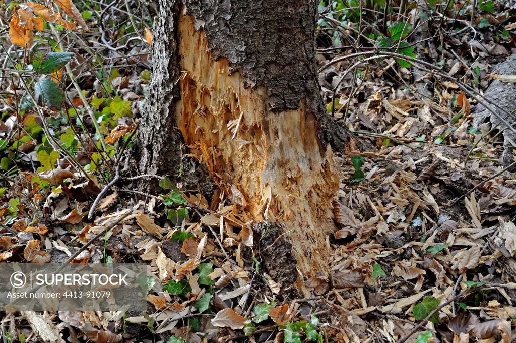 Trace activity of a black woodpecker on the trunk of a tree death