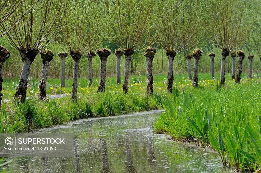 Pollard willows along a road Baie de Somme PicardieFrance