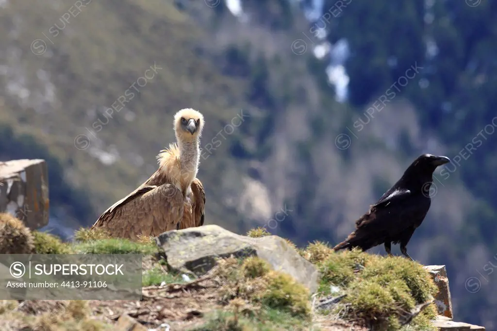 Griffon Vulture and Raven ground Pyrenees