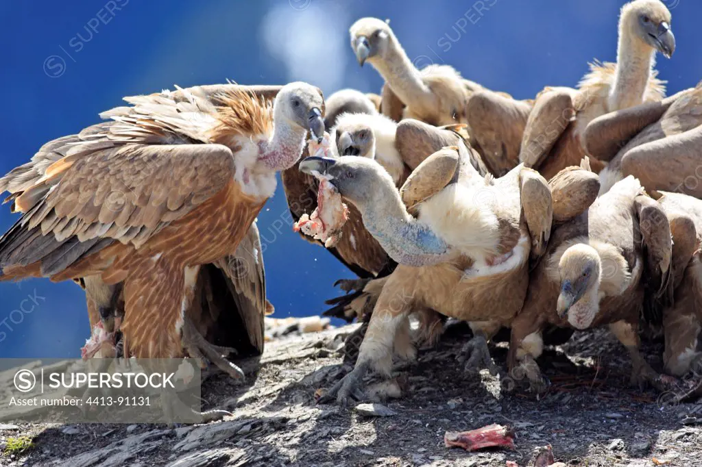 Griffon Vultures eating a feeding station Pyrenees