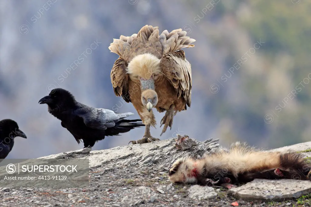 Griffon Vulture and Raven on feeding station Pyrenees