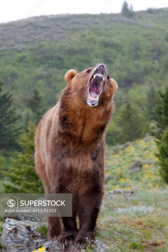Grizzly standing open jaws Montana USA