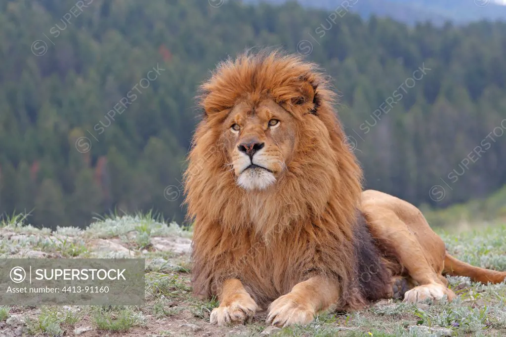 Barbary lion lying in the grass