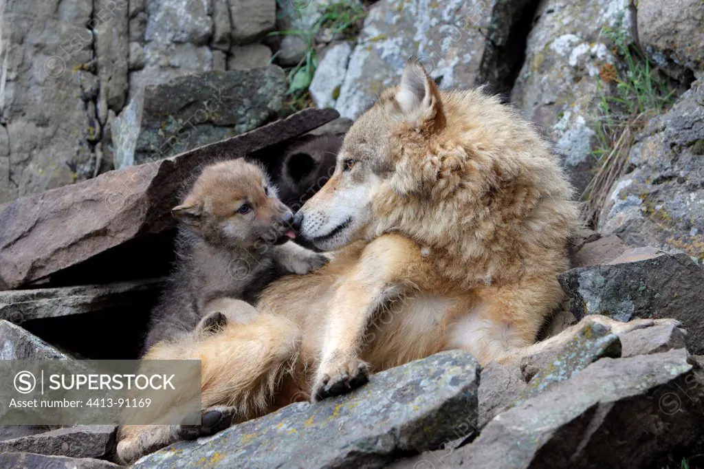 Wolf and 8 weeks young in the rocks Montana USA