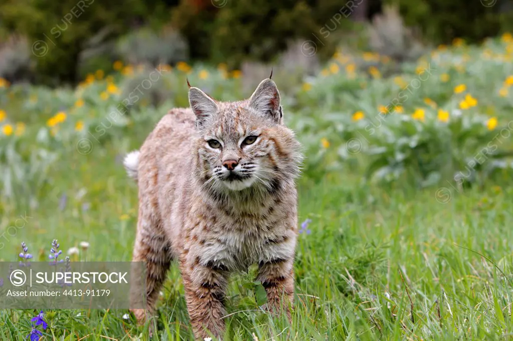 Bobcat standing in the grass Montana USA