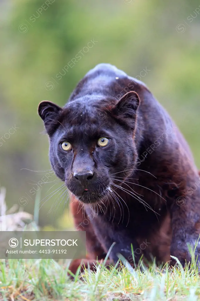Black panther looking in the grass