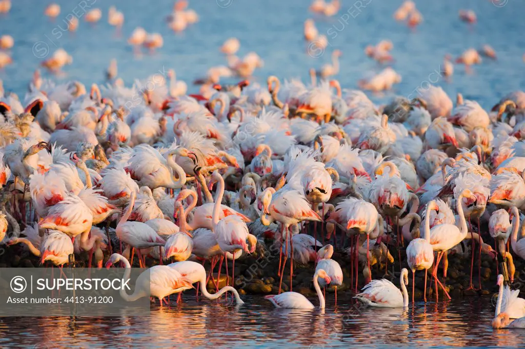 Greater Flamingos at breeding colony Camargue France