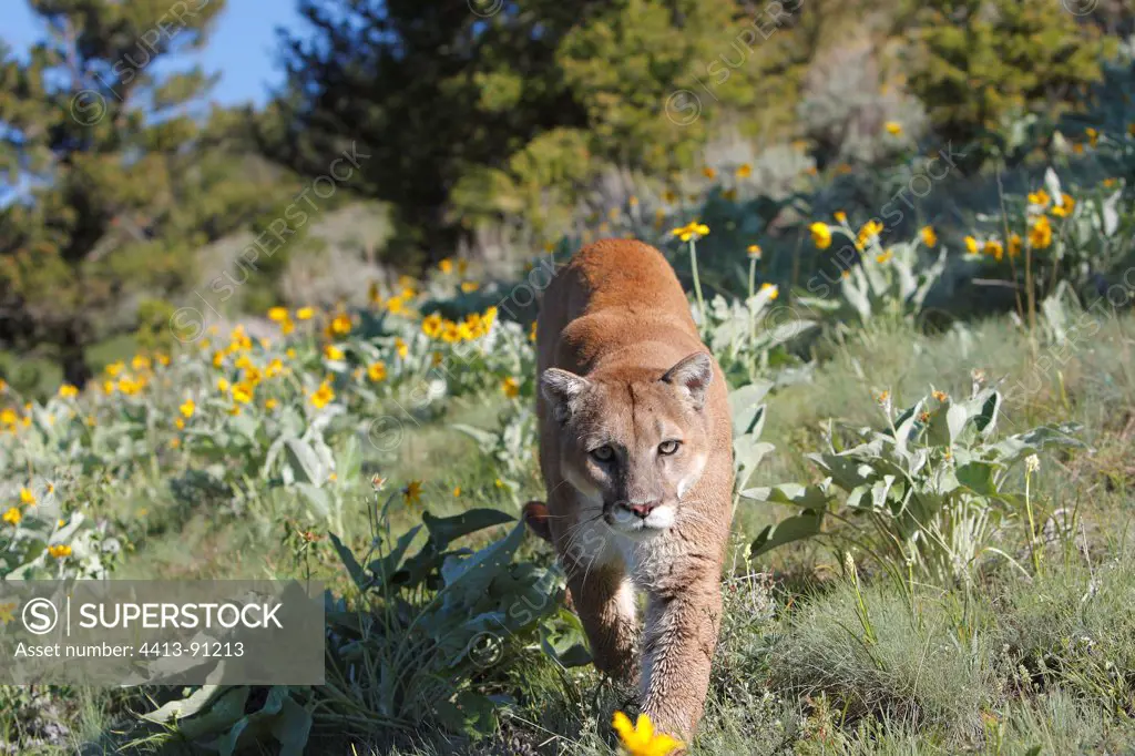 Puma walking in a meadow flowers Montana USA