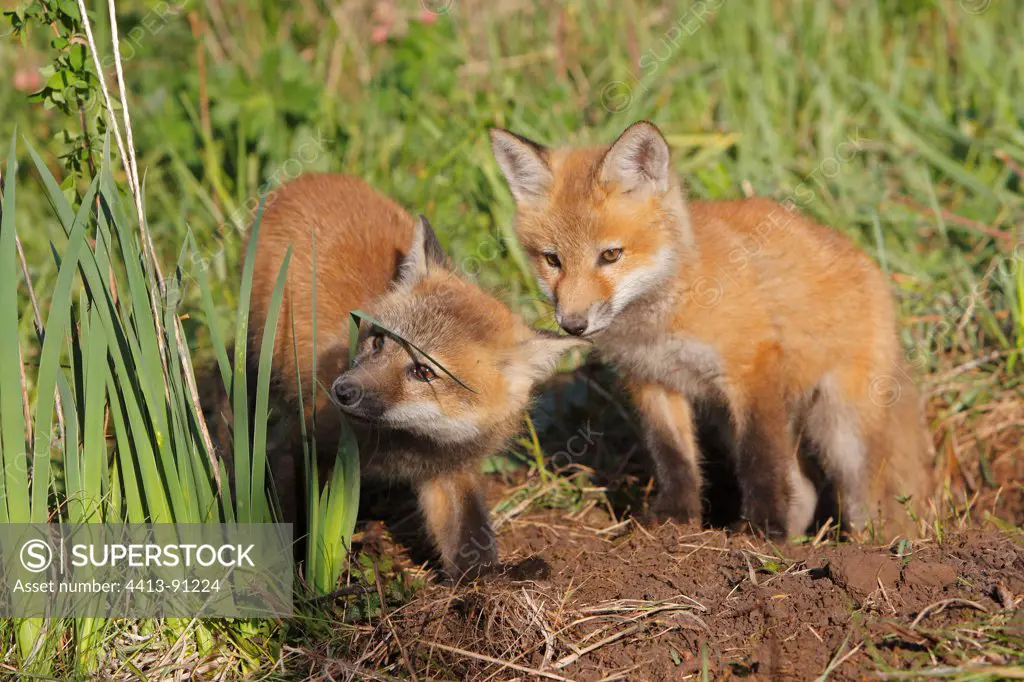 Young Red Fox 7 weeks to burrow Montana USA