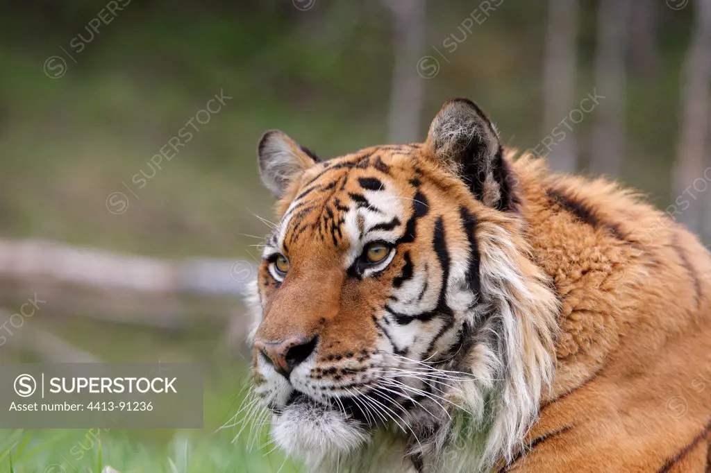 Portrait of Siberian Tiger lying in the grass