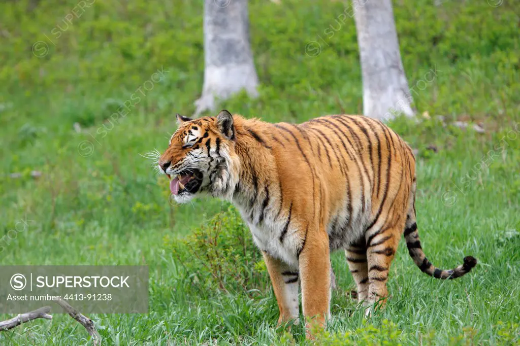 Flehmen of Siberian Tiger standing in the grass