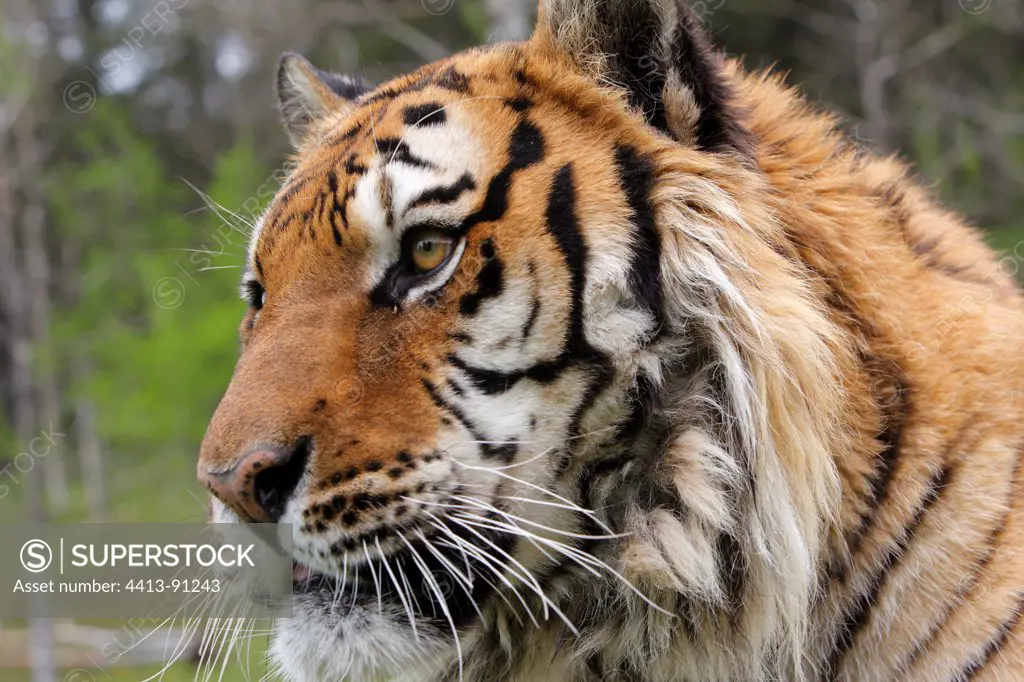 Portrait of Siberian Tiger