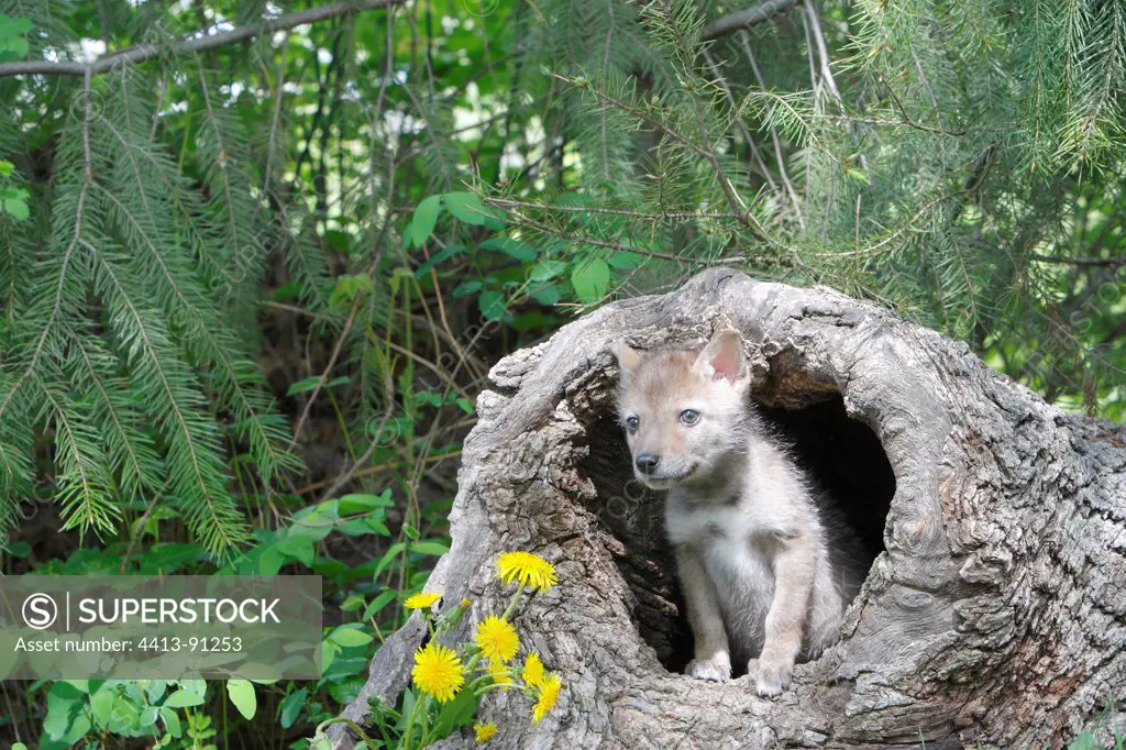 Young Coyote 5-week hidden in a hollow treeMontana USA