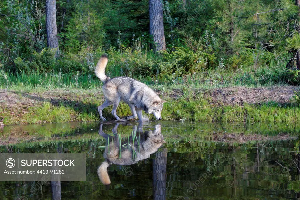 Gray Wolf drinking from a pond Montana USA