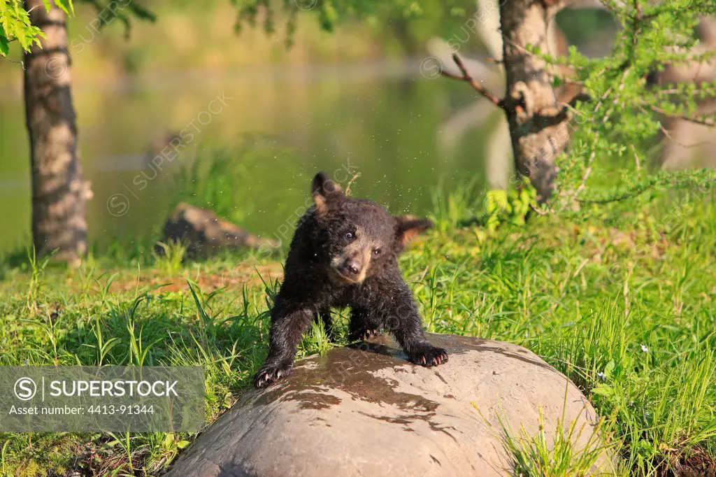 Young Black Bear 4 months snorting Minnesota USA
