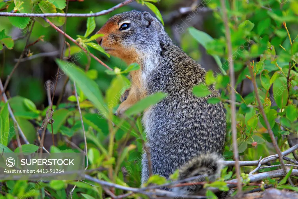 Columbian ground squirrel standing in foliage Montana USA