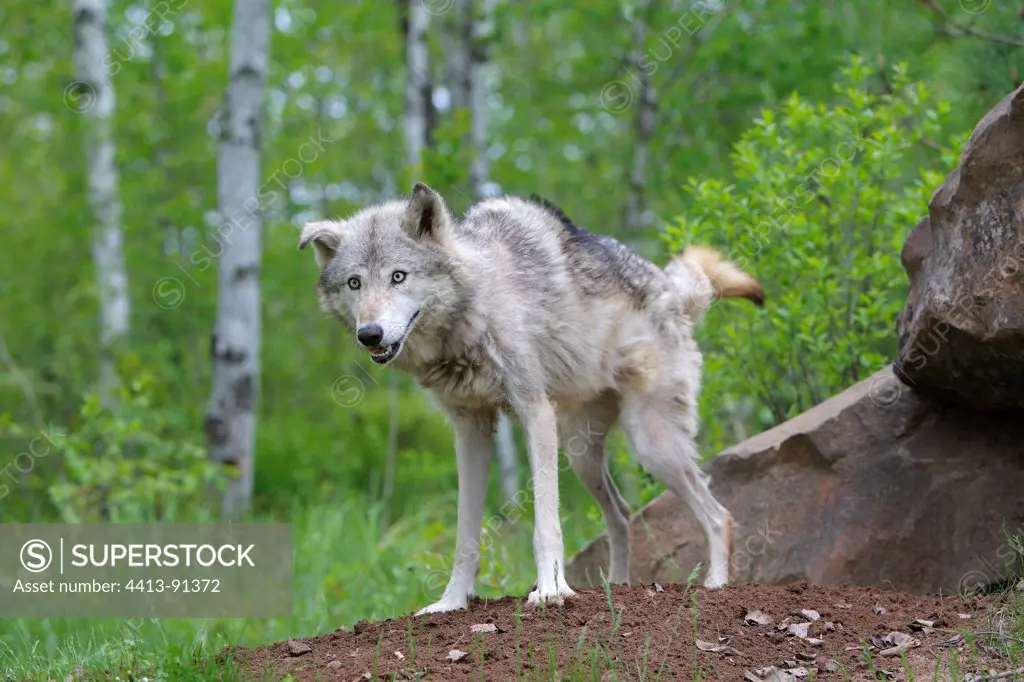 Wolf urinating at the entrance to his den Minnesota USA