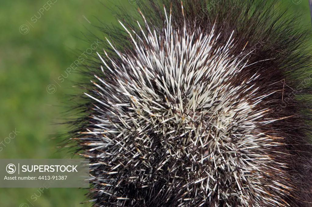 Quills of porcupine America Minnesota USA