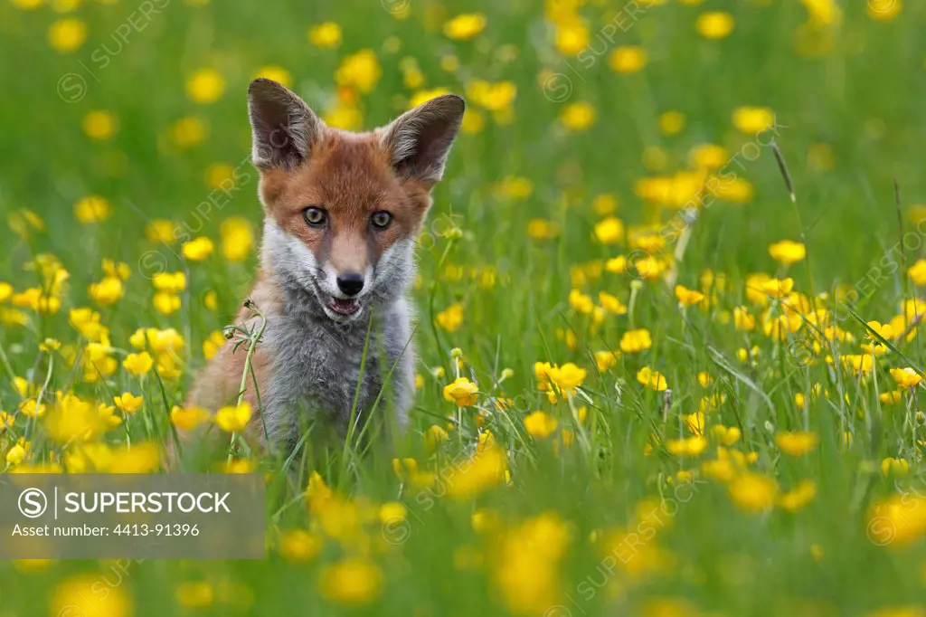 Young Red Fox sitting in a flowering meadow GB