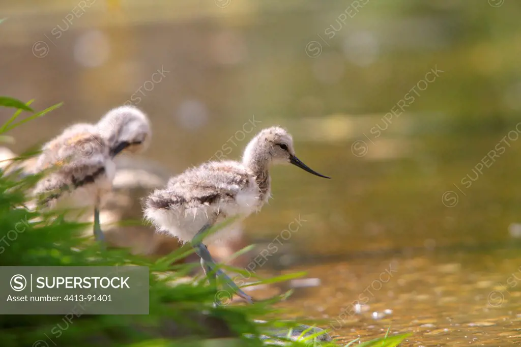 Young Pied Avocets at waterfront