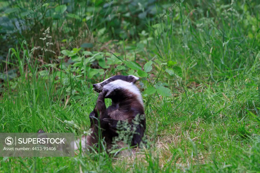 Eurasian Badger grooming in grass