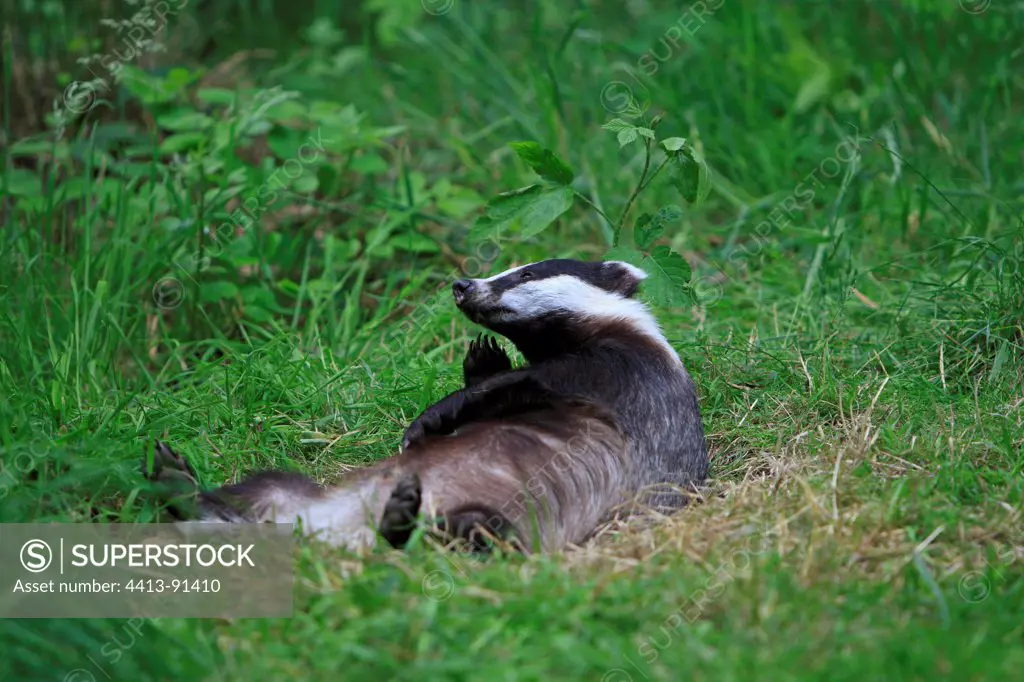 Eurasian Badger lying in grass
