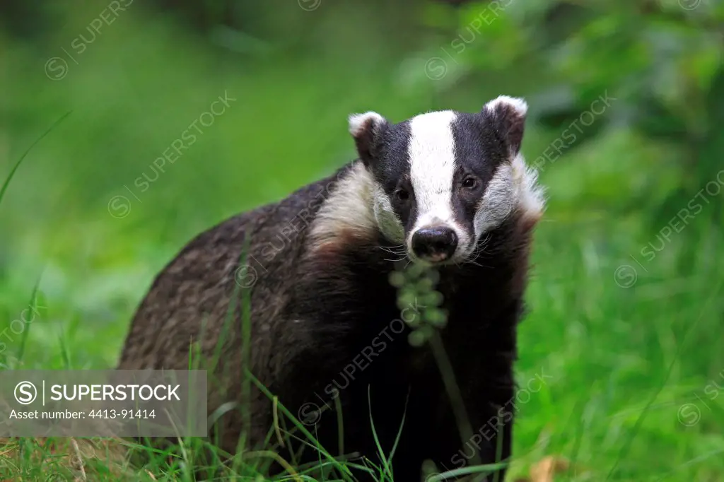 Eurasian Badger standing in grass