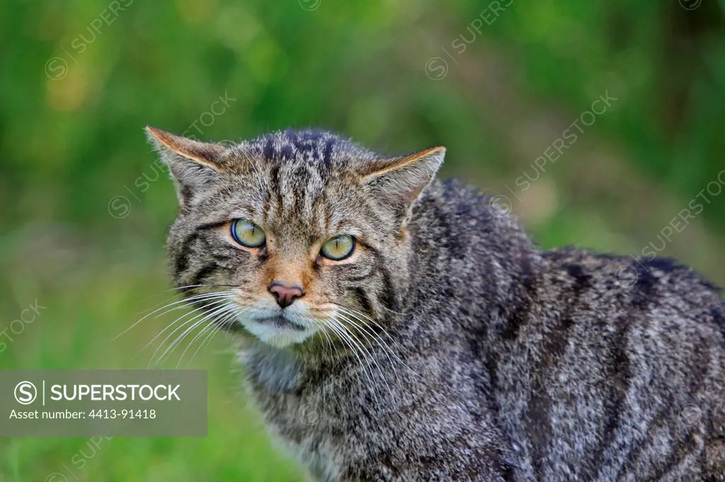 Portrait of wild cat frightened