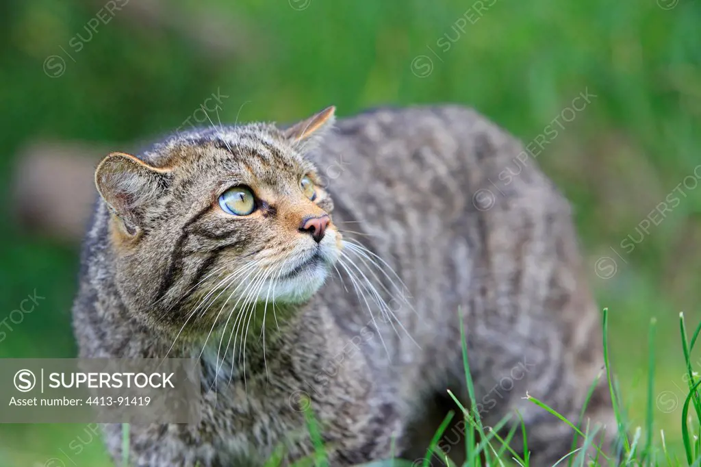 Wild cat frightened in grass