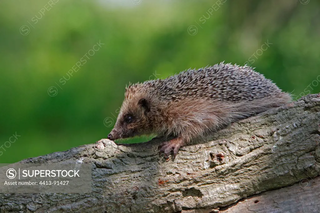 Western European Hedgehog on a trunk