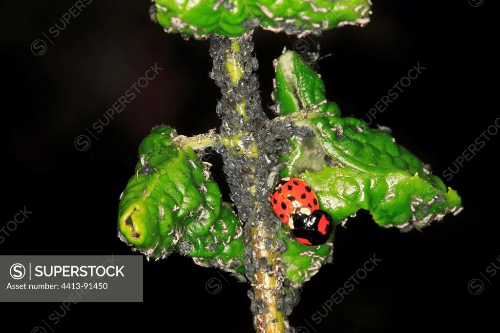 Coupling of Ladybird on a rod covered with aphids